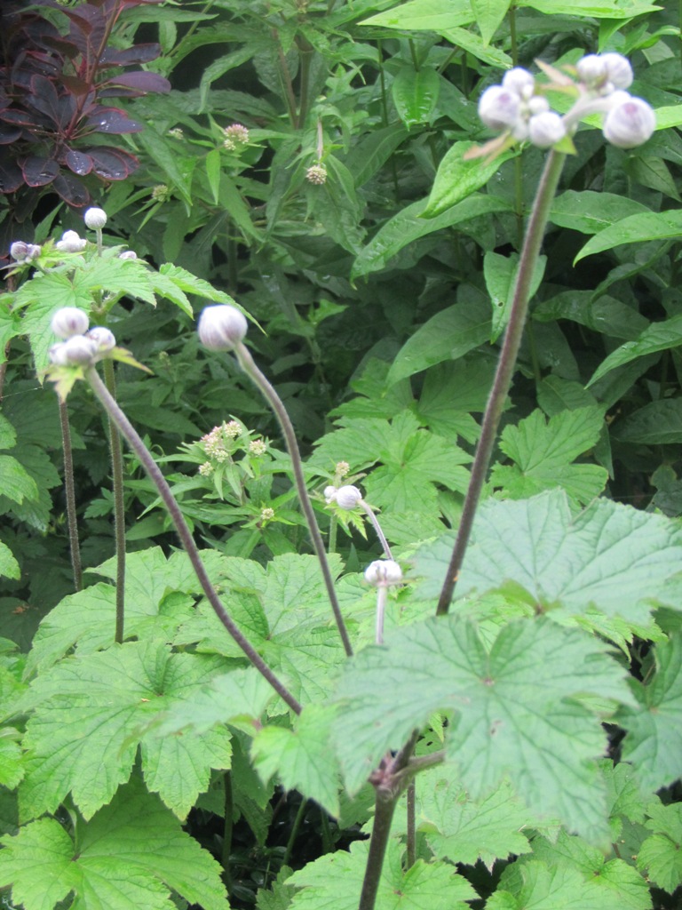 Hoge plant met handrvormig groot blad.